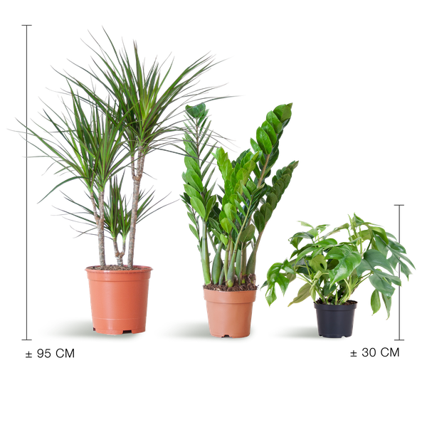 3x Zimmerpflanzen für halbschattige Standorte - Monstera Minima, Glücksfeder & Drachenbaum - ↕ 25–95 cm - Ø 12–21 cm