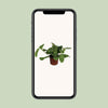 Pfeilwurz – Maranta Leuconeura Fascinator Variegata – ↕ 30 cm – Ø 12 cm
