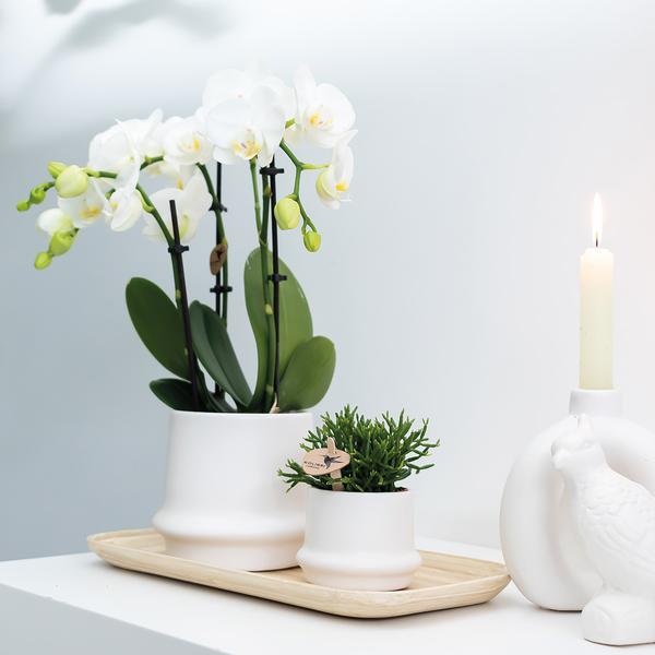 2x Nachtfalterorchidee weiß – Phalaenopsis Orchidee – Amabilis – ↕ ca. 35–45 cm – Ø 9 cm – COMBI DEAL