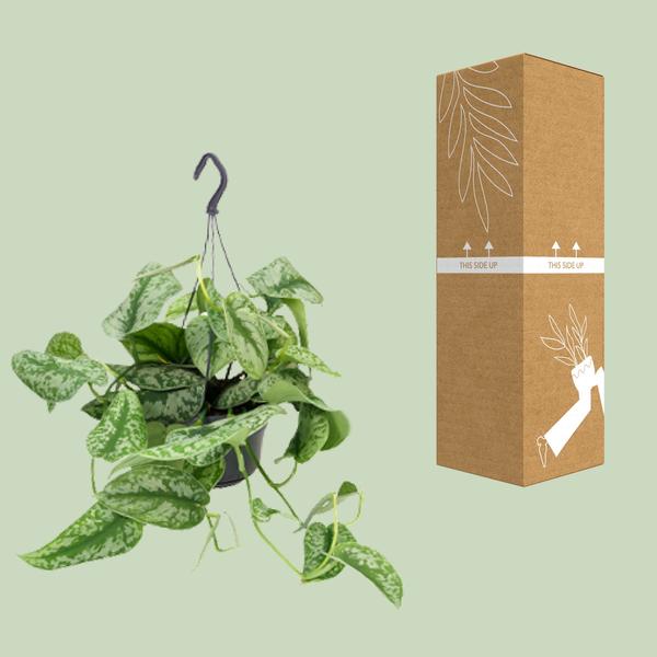 Efeutute – Scindapsus Pictus Trebie – ↕ 25 cm – Ø 15 cm
