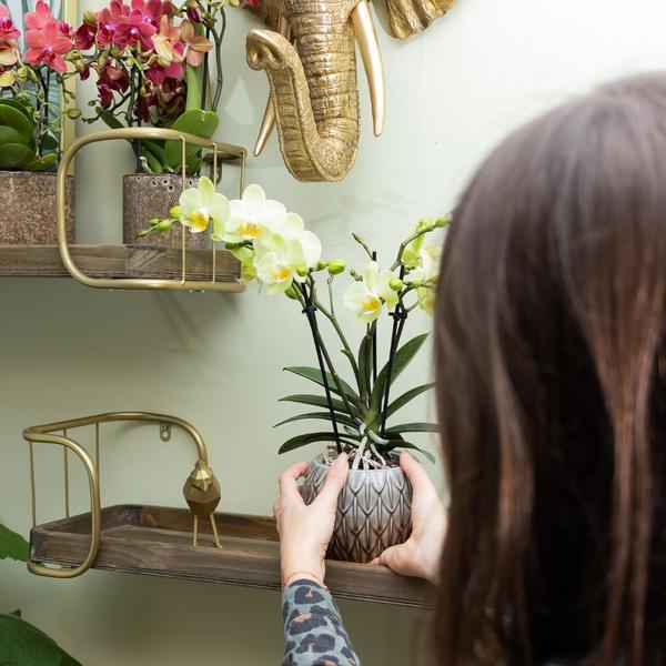 Nachtfalterorchidee gelb – Phalaenopsis Orchidee – ↕ ca. 35–45 cm – Ø 9 cm