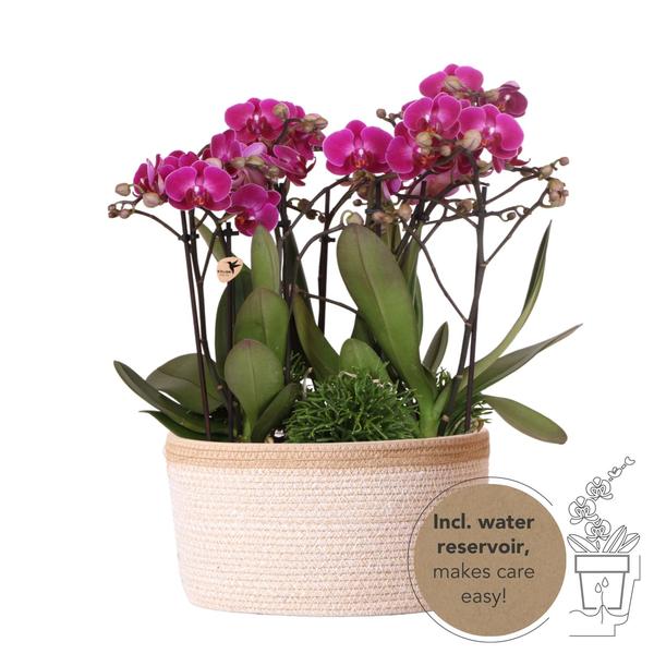 Pflanzenset Lila – 3x Phalaenopsis Morelia lila 9 cm & 3x Grünpflanzen – inkl. Baumwollkorb mit Wassertank – Dschungelstrauß Lila