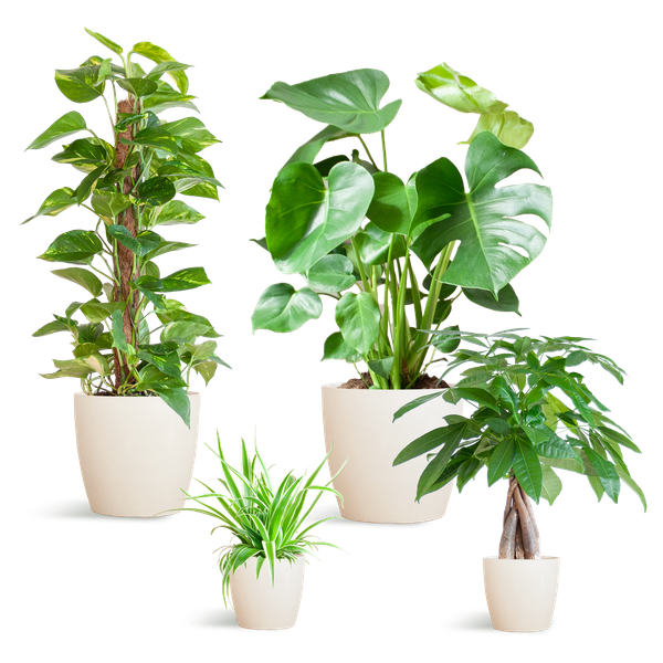 4x Pflegeleichte Zimmerpflanzen - Grünlilie, Glückskastanie, Efeutute & Monstera - ↕ 25–80 cm - Ø 12–21 cm | Viber-Übertopf Weiß