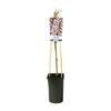 Glyzinie – Wisteria floribunda 'Rosea' +light Label – ↕ 65 cm – Ø 15 cm