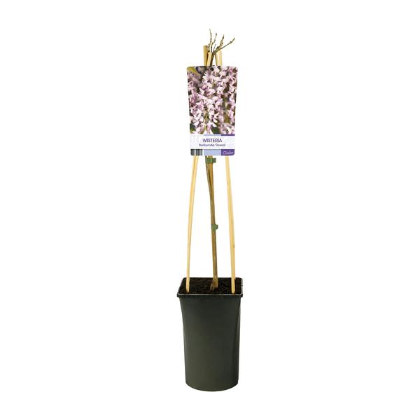 Glyzinie – Wisteria floribunda 'Rosea' +light Label – ↕ 65 cm – Ø 15 cm