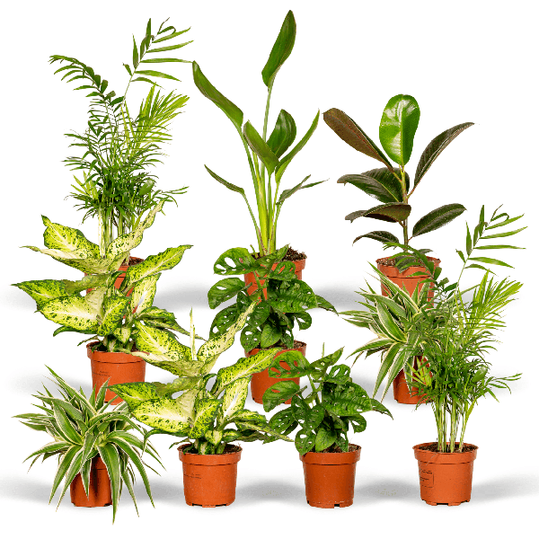Überraschungsbox – 10 Zimmerpflanzen-Mix – ↕ 25 cm – Ø 12 cm