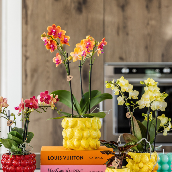 Nachtfalterorchidee - 2x Phalaenopsis orange - KOMBI ANGEBOT - Ø 12 cm