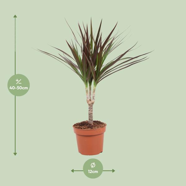 Drachenbaum - Dracaena Magenta - ↕ 50 cm - Ø 12 cm