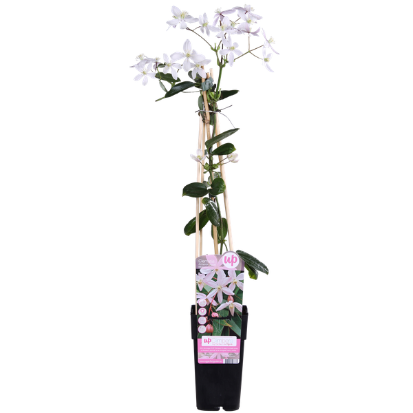 Immergrüne Clematis – Clematis armandii Apple Blossom – ↕ 65 cm – Ø 15 cm