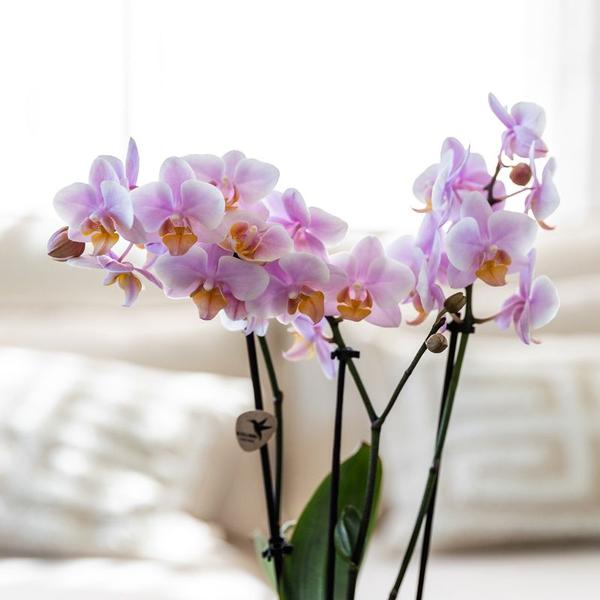 Pflanzenset Romantik – Rosa Phalaenopsis & Grünpflanzen – inkl. Keramik-Ziertöpfe & Zubehör