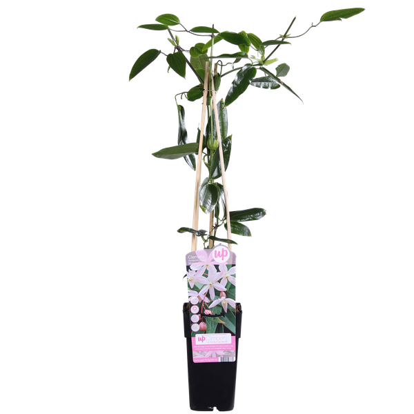 Immergrüne Clematis – Clematis armandii Apple Blossom – ↕ 65 cm – Ø 15 cm