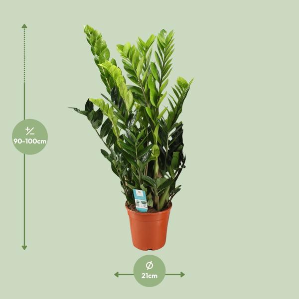 Glücksfeder - Zamioculcas Zamiifolia - ↕ 95 cm - Ø 21 cm