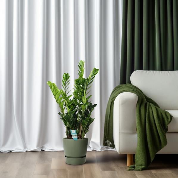 Glücksfeder - Zamioculcas - ↕ 100 cm - Ø 21 cm