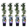 4x Passionsblume – Passiflora caerulea – ↕ 65 cm – Ø 15 cm