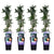 4x Passionsblume – Passiflora caerulea – ↕ 65 cm – Ø 15 cm
