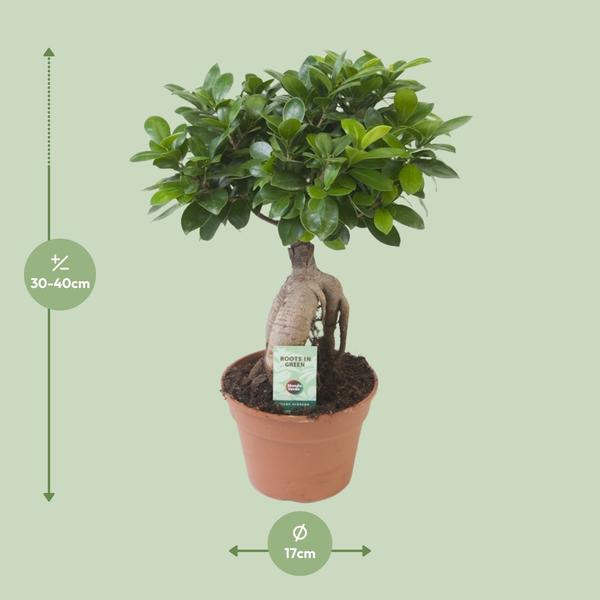 Ginseng-Feige - Ficus Ginseng - ↕ 40 cm - Ø 17 cm
