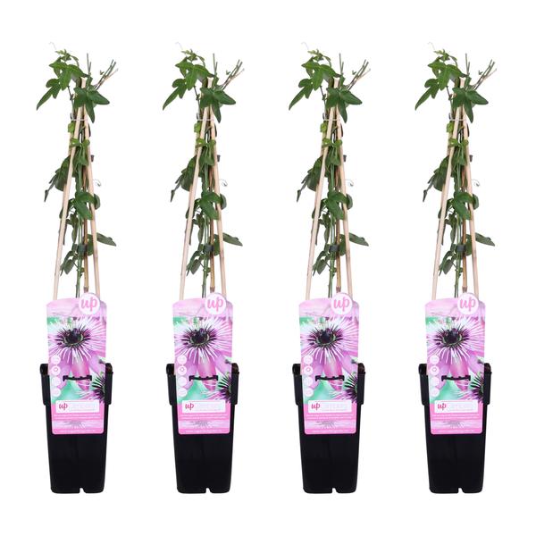 4x Passionsblume – Passiflora Purple Haze – ↕ 65 cm – Ø 15 cm