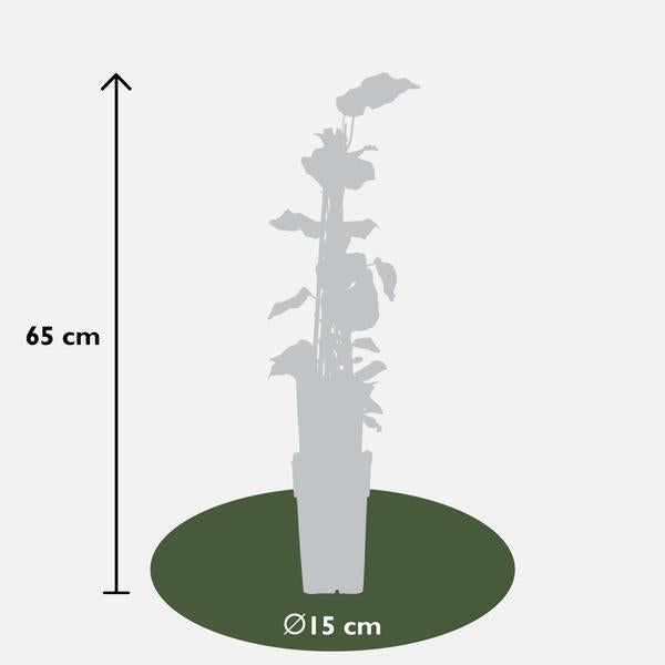 Efeu – Hedera algeriensis Gloire de Maren – ↕ 65 cm – Ø 15 cm