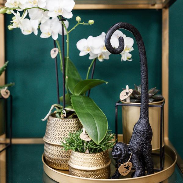 Nachtfalterorchidee - Phalaenopsis - ↕ 25 cm - Ø 12 cm | 2er-Set Groove gold inkl. goldener Keramik-Ziertöpfe
