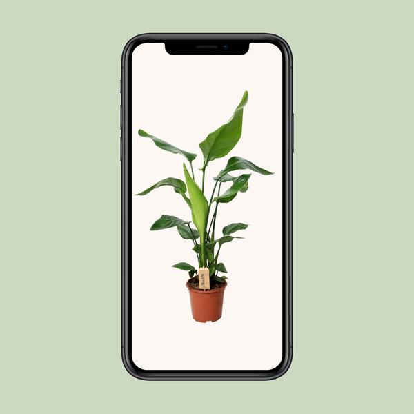Strelitzia Nicolai - ↕ 90 cm - Ø 19 cm - V3
