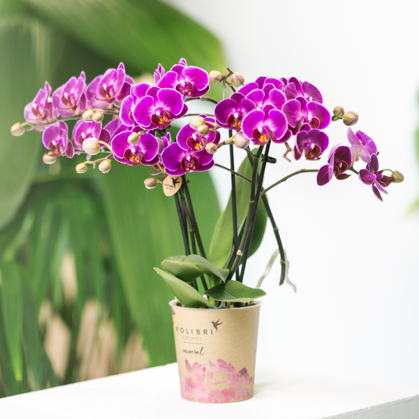 Nachtfalterorchidee lila – Phalaenopsis Orchidee – Morelia – ↕ ca. 35–45 cm – Ø 9 cm