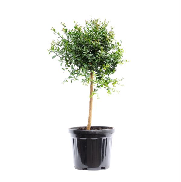 Australischer Baumfarn – Australasica – ↕ 70 cm – Ø 22 cm