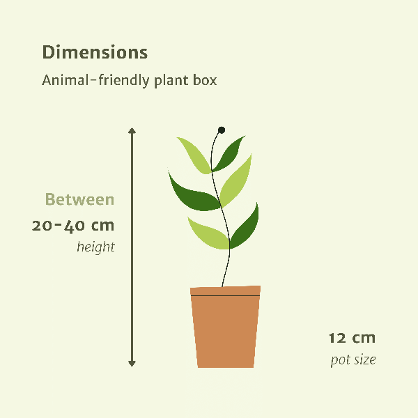 4x Tierfreundliche Zimmerpflanzen – ↕ 20–40 cm – Ø 12 cm