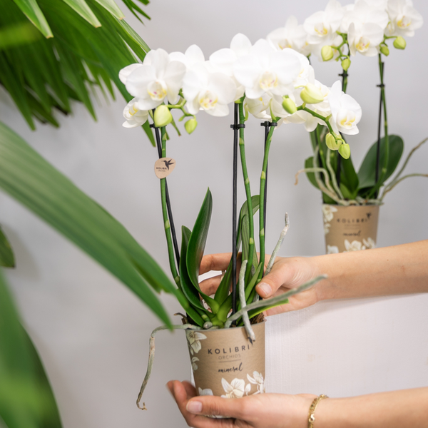 2x Nachtfalterorchidee weiß – Phalaenopsis Orchidee – Amabilis – ↕ ca. 35–45 cm – Ø 9 cm – COMBI DEAL