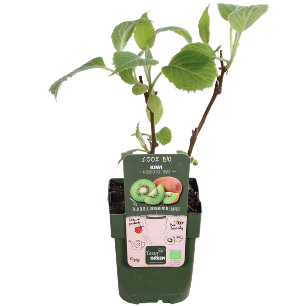 Kiwi – Actinidia deliciosa Jenny – ↕ 45 cm – Ø 13 cm