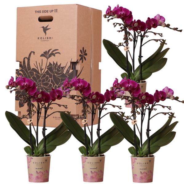 Nachtfalterorchidee – Überraschungsbox einfarbig – 4 verschiedene Phalaenopsis Orchideen