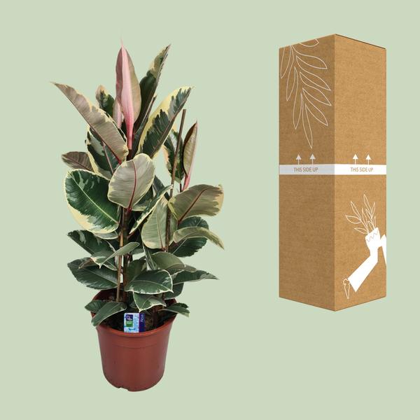 Gummibaum - Ficus Elastica Tineke - ↕ 85 cm - Ø 27 cm