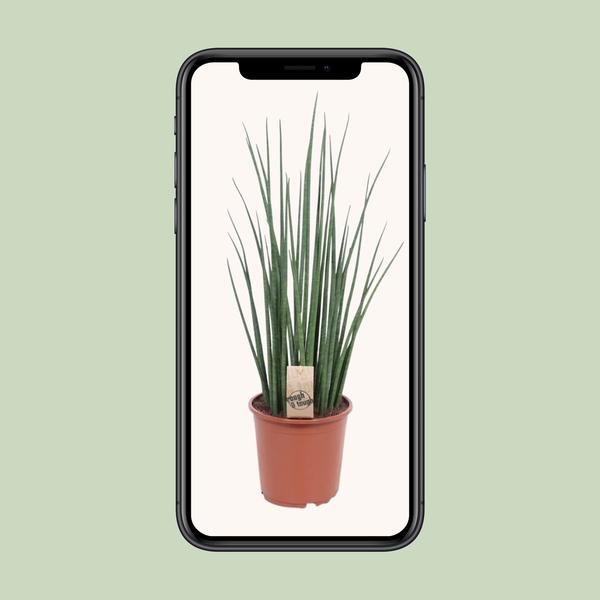 Bogenhanf - Sansevieria Mikado - ↕ 70 cm - Ø 19 cm