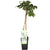 Blauregen – Wisteria floribunda Longissima Alba – ↕ 65 cm – Ø 15 cm