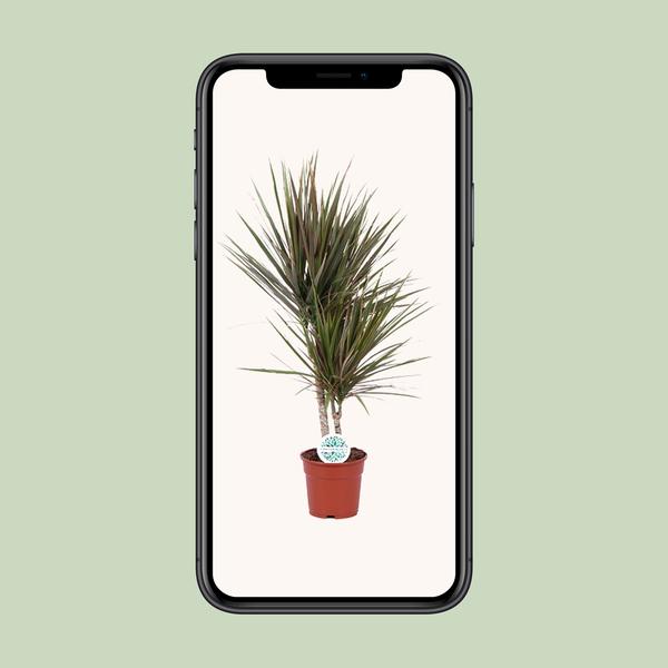 Drachenbaum - Dracaena Bicolor - ↕ 75 cm - Ø 17 cm