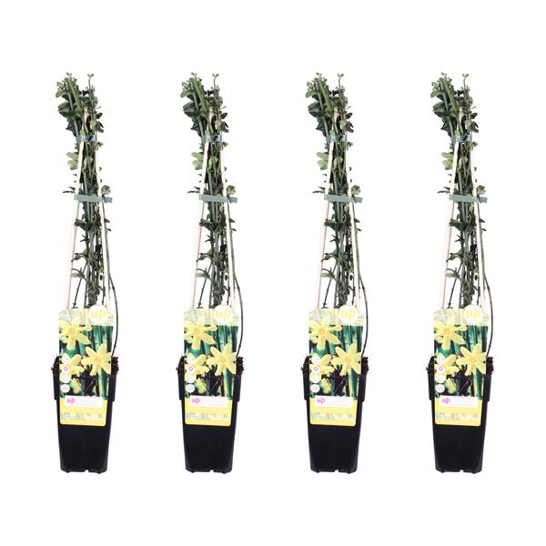 4x Winterjasmin – Jasminum nudiflorum – ↕ 65 cm – Ø 15 cm
