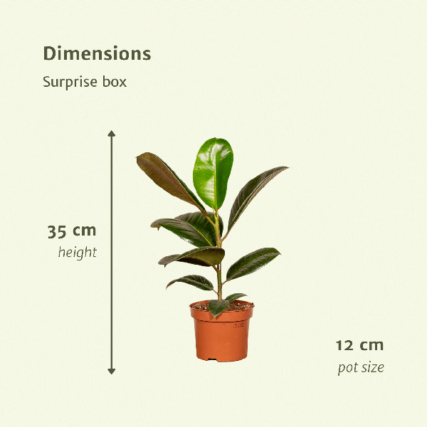 Überraschungsbox – 10 Zimmerpflanzen-Mix – ↕ 25 cm – Ø 12 cm