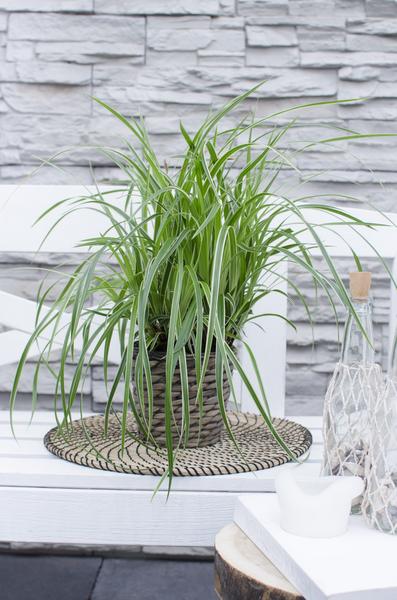 Japan-Segge – Carex morrowii Ice Dance – ↕ 30 cm – Ø 14 cm