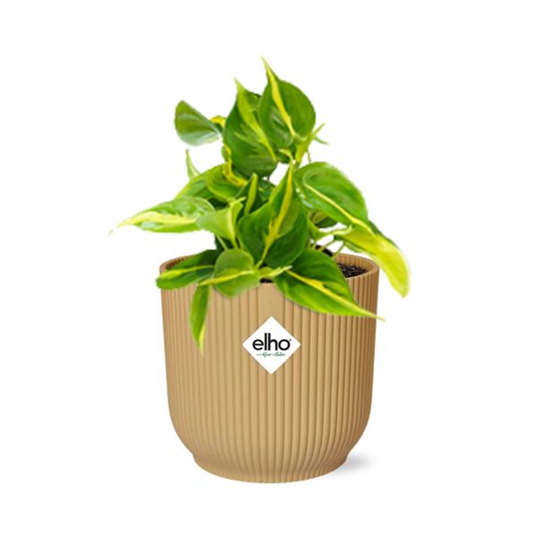 Philodendron Scandens Brasil - ↕ ca. 20 cm - Ø 14 cm | ELHO Vibes Fold Übertopf gelb