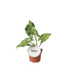 Purpurtute – Syngonium Mottled – ↕ 15 cm – Ø 6 cm