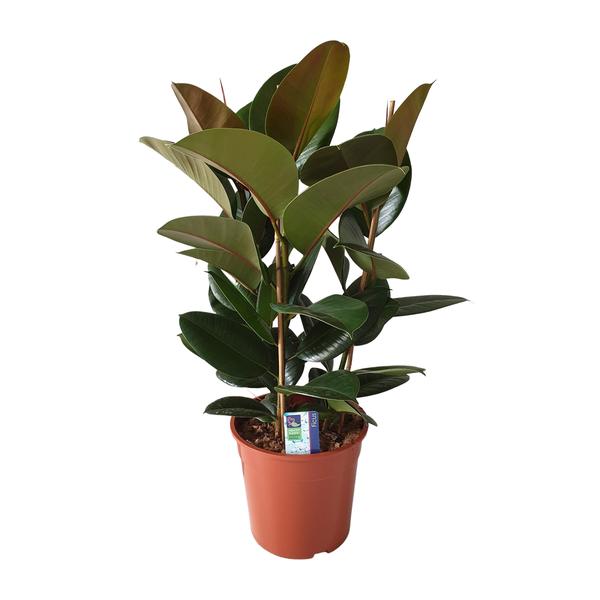Gummibaum - Ficus Elastica Robusta - ↕ 80 cm - Ø 27 cm