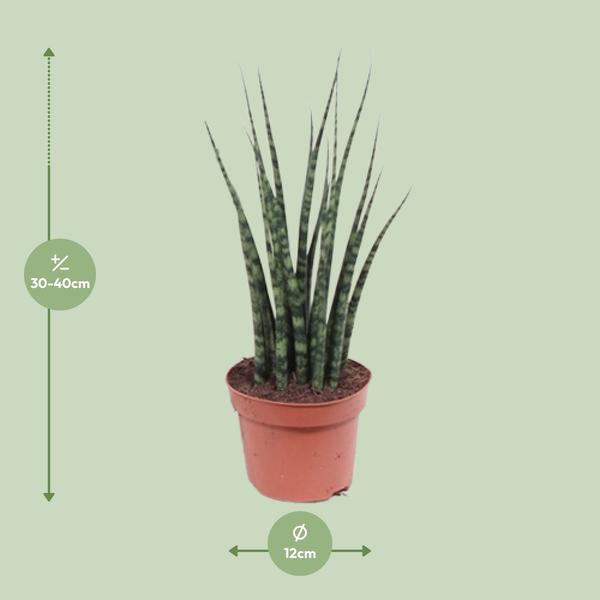 Sansevieria Fernwood Mikado - ↕ 40 cm - Ø 12 cm