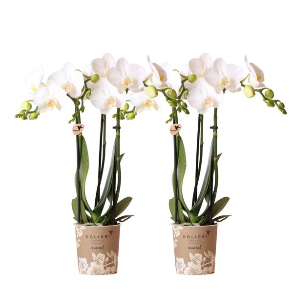 2x Nachtfalterorchidee weiß – Phalaenopsis Orchidee – Amabilis – ↕ ca. 35–45 cm – Ø 9 cm – COMBI DEAL