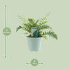 Wurmfarn – Dryopteris affinis 'Fedata' – ↕ 40 cm – Ø 17 cm