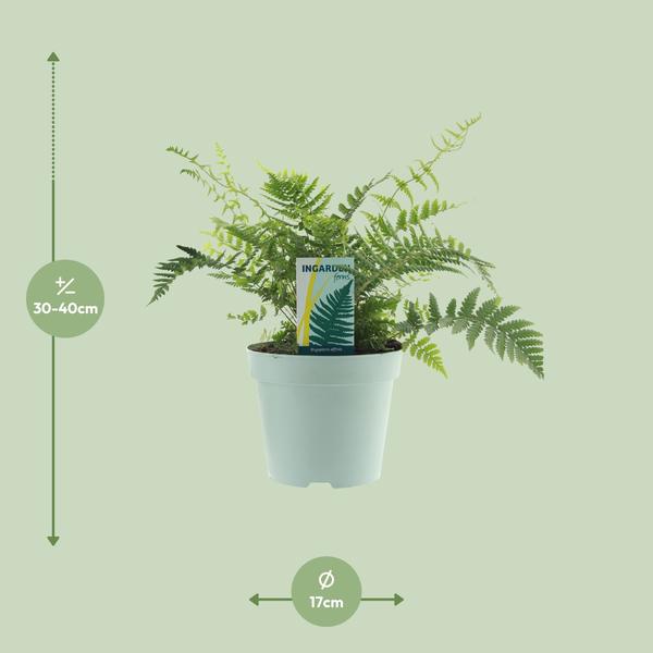 Wurmfarn – Dryopteris affinis 'Fedata' – ↕ 40 cm – Ø 17 cm
