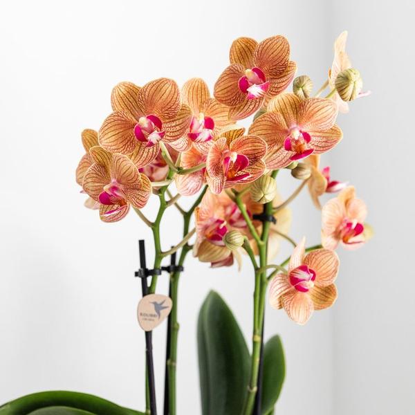 Nachtfalterorchidee weiß – Phalaenopsis Orchidee – Jamaica – ↕ ca. 35–45 cm – Ø 9 cm | Lush-Topf