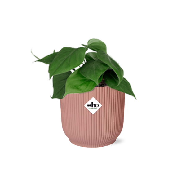 Philodendron Scandens - ↕ ca. 20 cm - Ø 14 cm | ELHO Vibes Fold Übertopf rosa