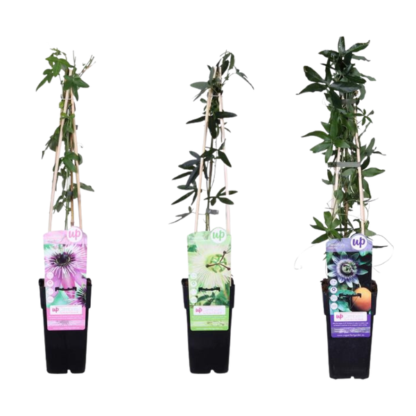3x Passionsblume Mix – Passiflora – ↕ 65 cm – Ø 15 cm