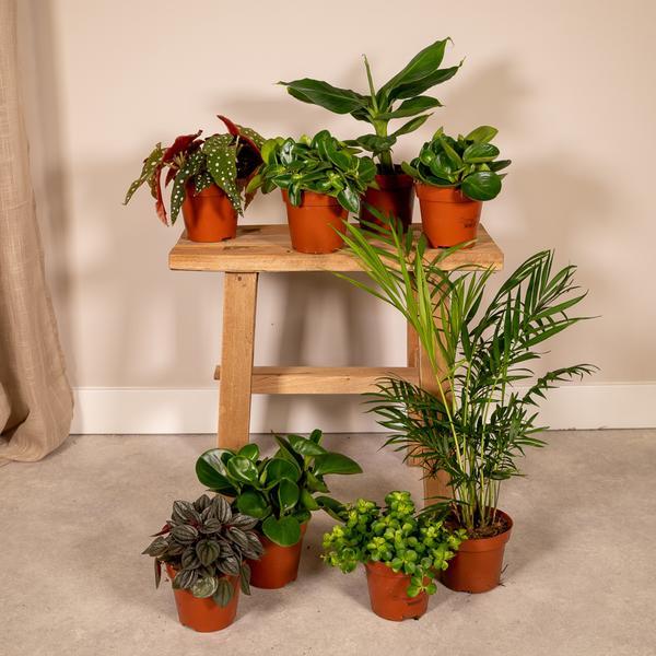 Überraschungsbox – 8 Zimmerpflanzen-Mix – ↕ 25 cm – Ø 12 cm