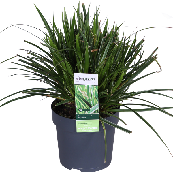 Japan-Segge – Carex morrowii Ice Dance – ↕ 30 cm – Ø 14 cm