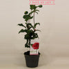 Kamelie – Camellia japonica 'Lady Campbell' – ↕ 45 cm – Ø 15 cm